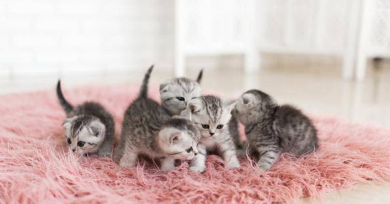 Faktor Penting yang Mempengaruhi Perkembangan Anak Kucing